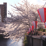 画像: 今年の桜は・・・