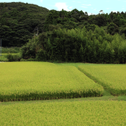 画像: 秋を感じる暑さですね！